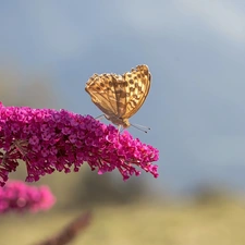 butterfly, Colourfull Flowers, butterfly bush, Pink