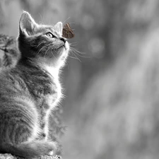 Black and white, butterfly, blurry background, kitten