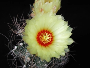 cream, Colourfull Flowers, Cactus
