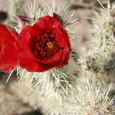 flower, Cactus