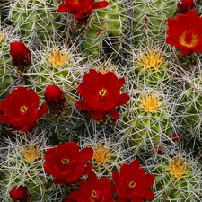 flower, Cactus