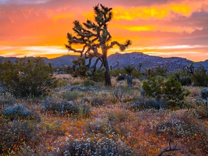 Flowers, Great Sunsets, California, The United States, Joshua Tree National Park, Joshua Tree