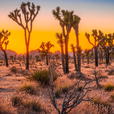 Flowers, Great Sunsets, California, The United States, Joshua Tree National Park, Joshua trees