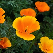 California poppy