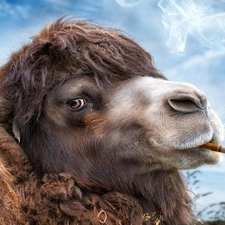 Funny, Cigarette, haze, Camel