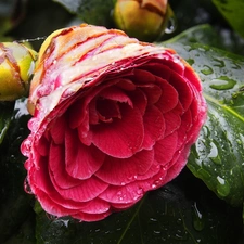 Doughnut, Colourfull Flowers, camellia