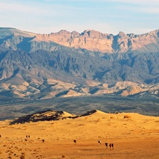 Camels, Desert, Mountains