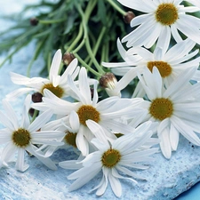 bouquet, Camomile