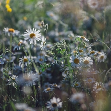 Flowers, grass, ##, camomiles