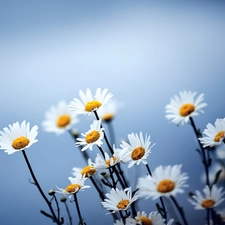 Flowers, Daisy