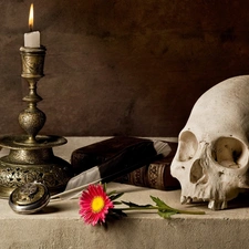 candle, skull, Gerbera