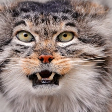 canines, Manul, Eyes