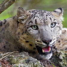snow leopard, mouth, canines, open