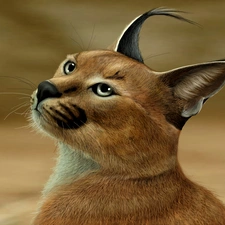 Caracal