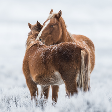 Two cars, bloodstock, snow, cuddled