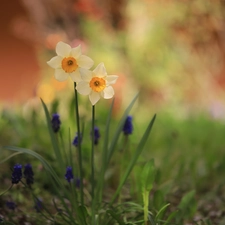 Two cars, Flowers, Yellow, Jonquil