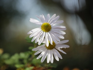 Two cars, Flowers, daisies, White