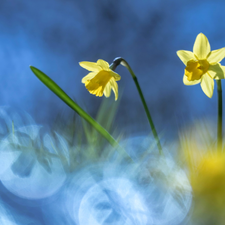 Two cars, Flowers, Jonquil, Yellow