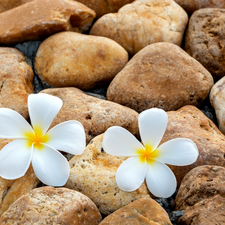 Two cars, Plumeria, Stones, Flowers