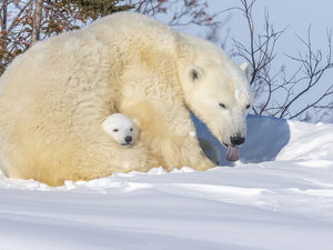 snow, winter, Polar Bears, little bear, Two cars