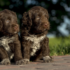 brick, paving, puppies, Brown and white, Two cars