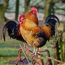 roosters, birds, Two cars