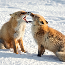 Two cars, snow, winter, fox