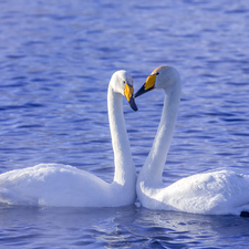 Two cars, Swan, water, birds