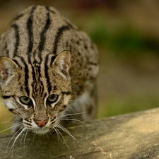 ocelot