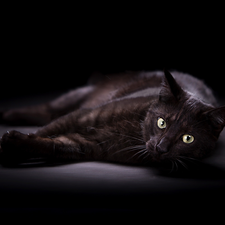 cat, lying, Black