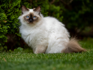Burmese Cat, Eyes, grass, Blue