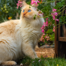 geraniums, Blue Eyed, cat