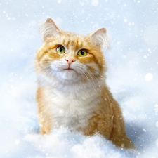 ginger, winter, snow, cat