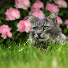 Flowers, blurry background, cat, grass, Gray