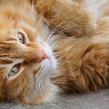 cat, ginger, Longhaired