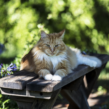 lying, Longhaired, Bench, cat