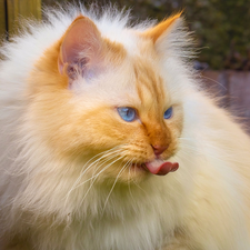 Longhaired, cat, Tounge, Blue Eyed