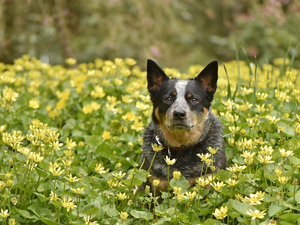 Yellow, Flowers, Australian cattle dog, Meadow, dog