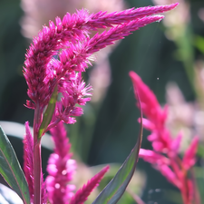 Celosia, Pink, Flowers