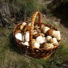 basket, ceps