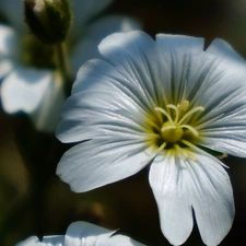 White, Cerastium Access field