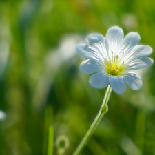 White, Colourfull Flowers, Cerastium, field