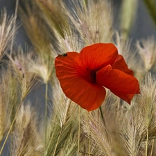 Red, Ears, cereals, red weed