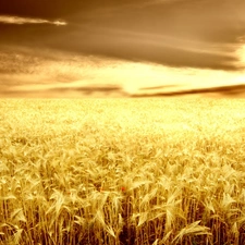 cereals, west, sun