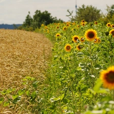 Nice sunflowers, Lany, cereals