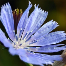 traveller, Blue, endive