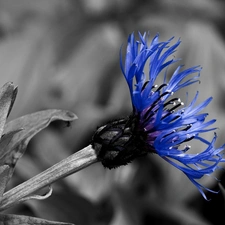 Grey, blue, Chaber, background