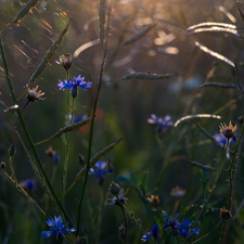 Chaber, Flowers, Plants