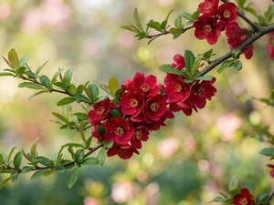 leaves, Chaenomeles, Red, Flowers, Twigs
