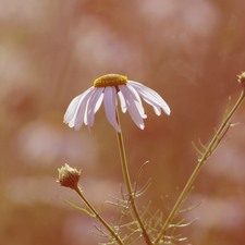 rapprochement, blurry background, chamomile, Buds, flower